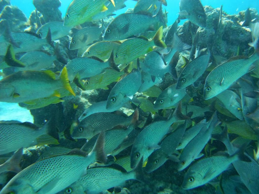 Shaka Caye All Inclusive Resort Belize City Exteriér fotografie
